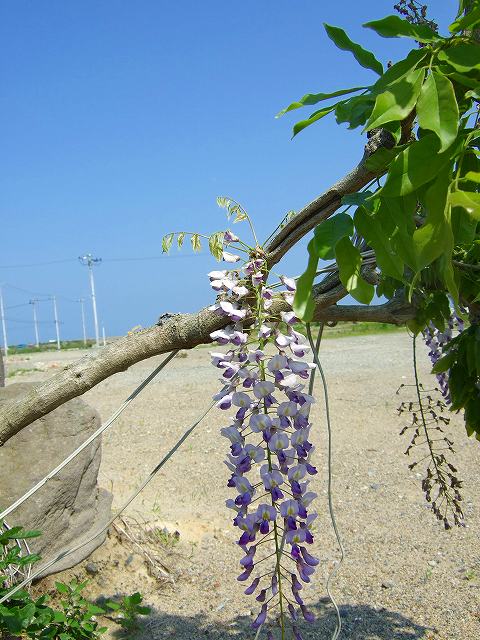 浜寿しさんの藤の花