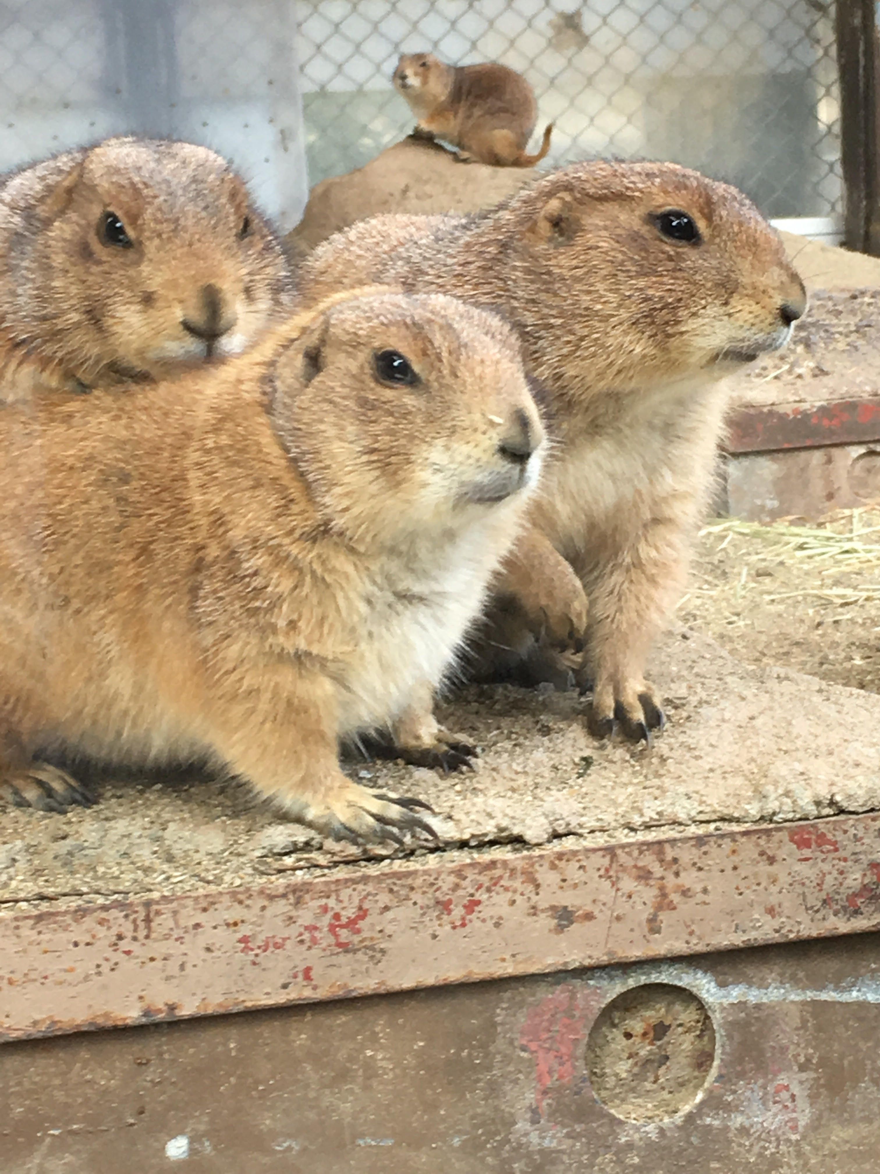 仙台市営地下鉄で八木山動物園ヘ♪ | リッチモンドホテル仙台ブログ☆ - 楽天ブログ