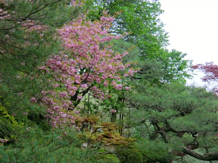 京都　平安神宮8
