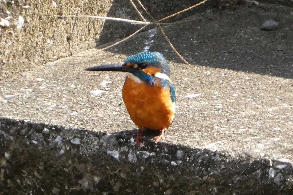 515