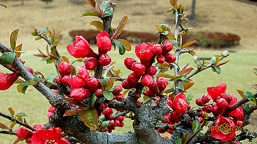 P3263054h1.jpg