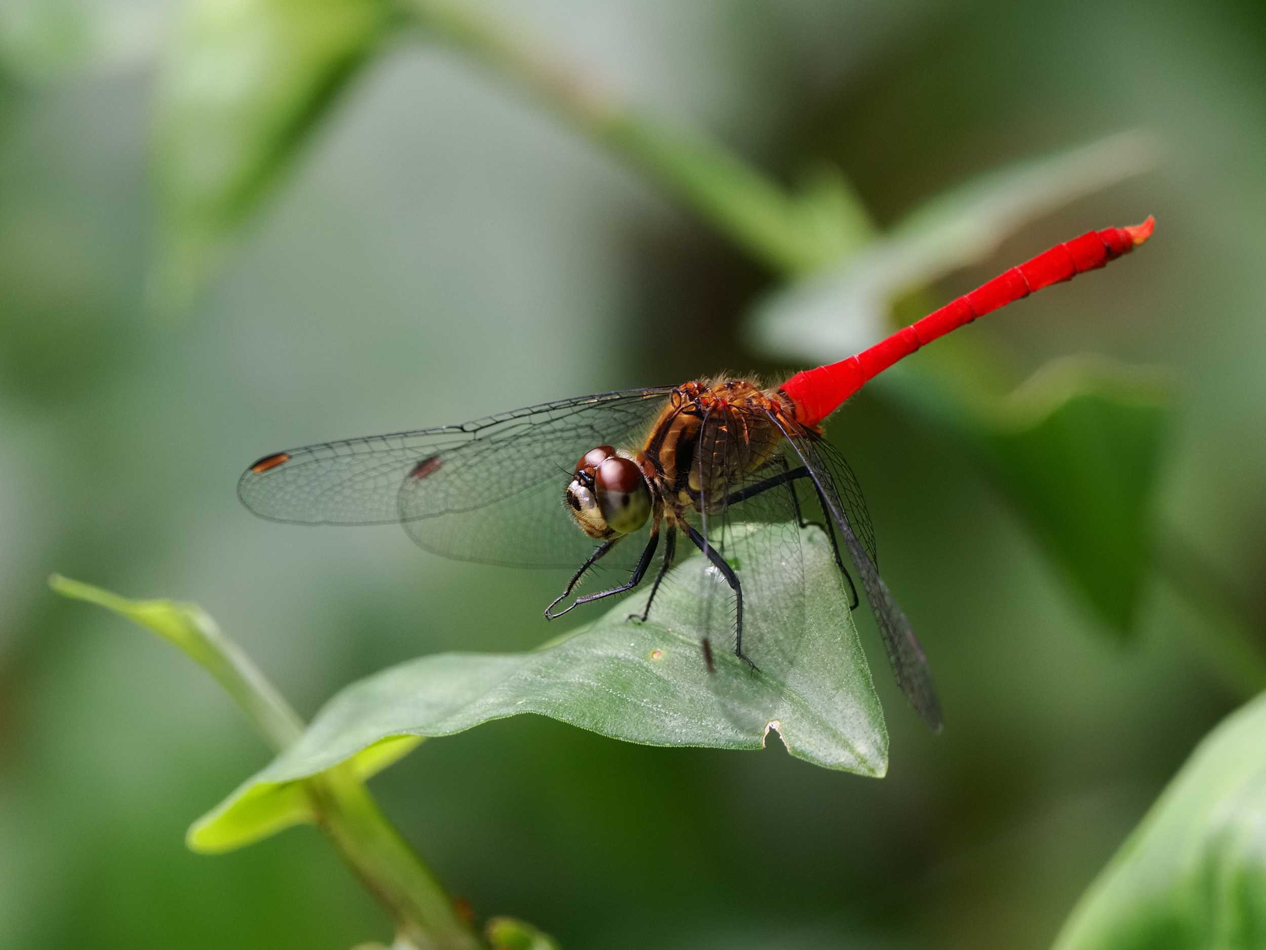 赤蜻蛉2種 | 花鳥風枝 - 楽天ブログ