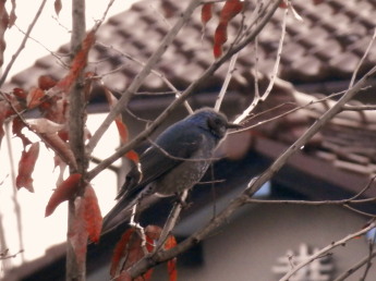 ヒヨドリ　3.2　2015