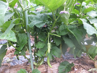 DSCF3751.jpg