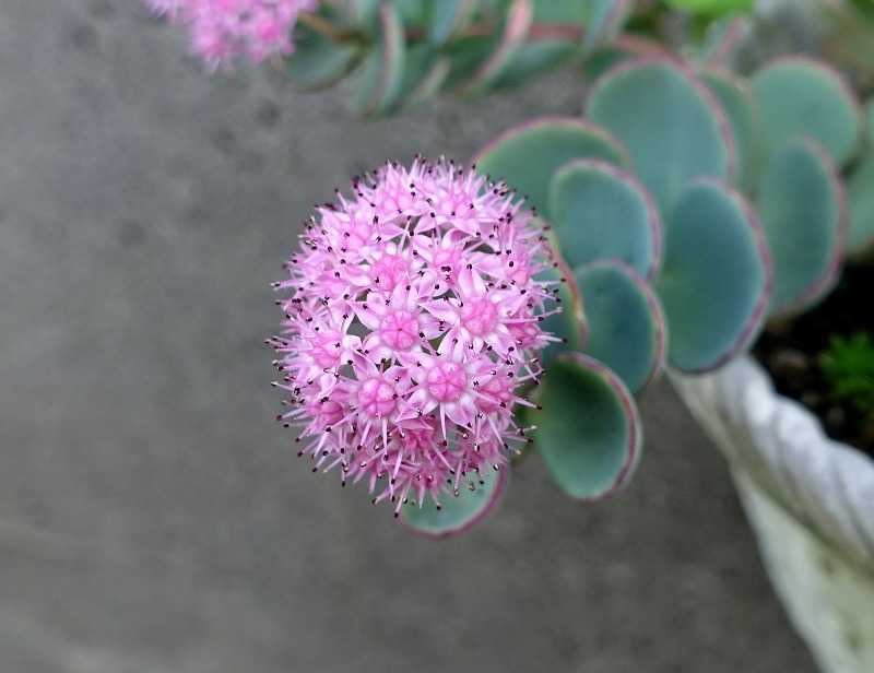 10月29日 今日の一花 その２ ミセバヤ Gazengamaのブログ 散歩中に出合った花と趣味の陶芸作品 楽天ブログ