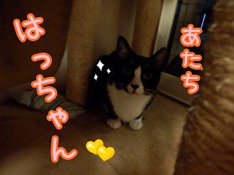 はっちゃん.JPG