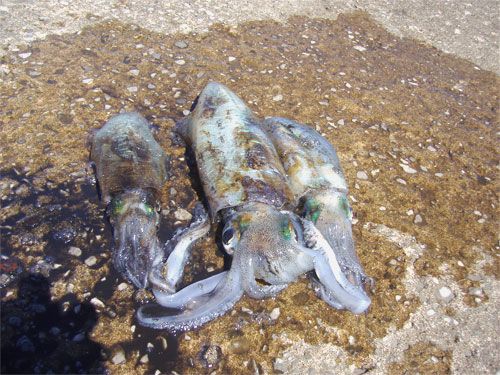 秋イカ月間 種子島 釣り アジゴロウのうはうは日記 In 種子島 楽天ブログ