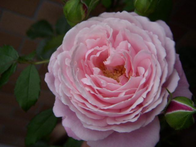 SSCN5677.JPG