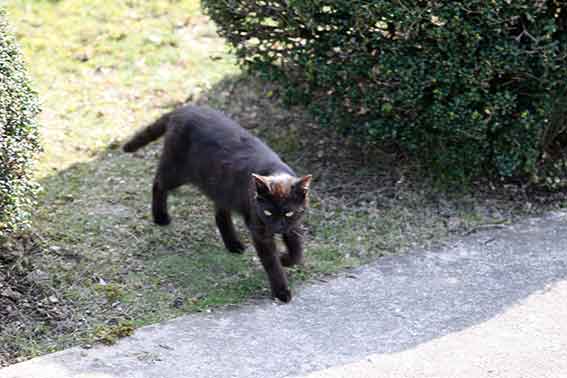 我が家のニャンコ♪2016/4/18-2