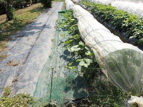 トマトわき芽かき 支柱たて 葉山野菜栽培記 5月初旬 暇人主婦の家庭菜園 楽天ブログ