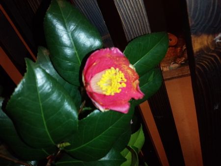 IMG_20150130_181618-p.jpg
