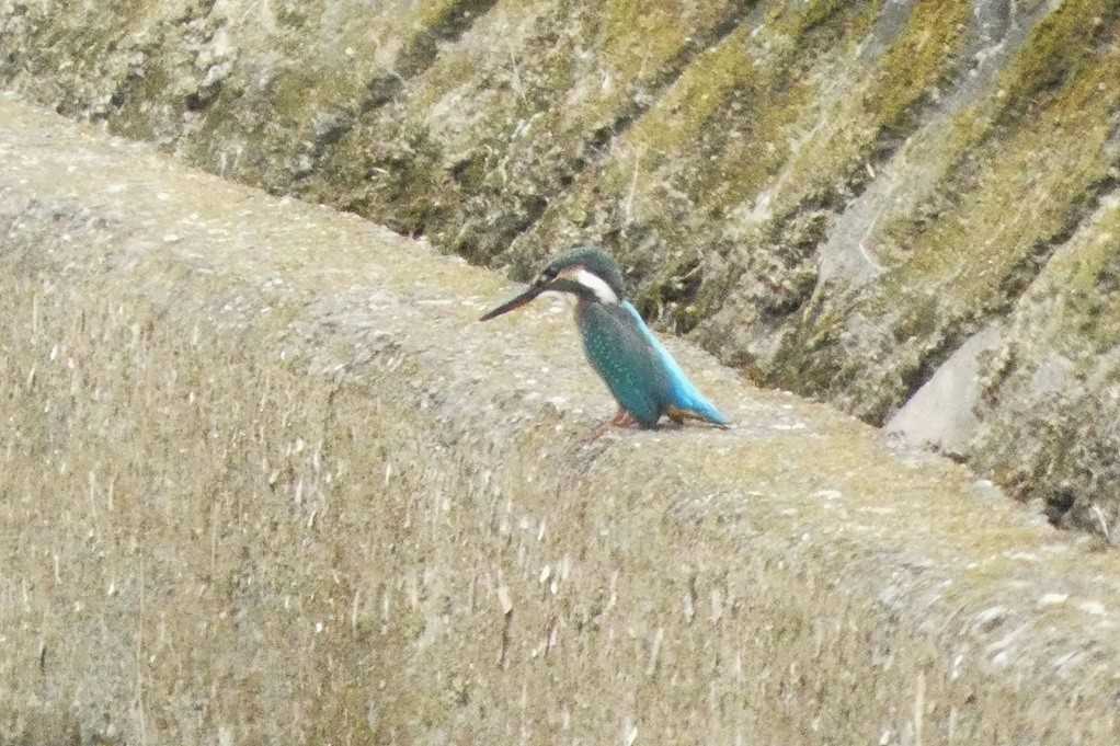 515