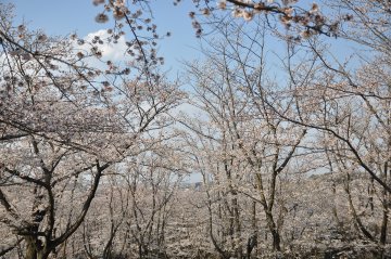 DSC_1886.JPG