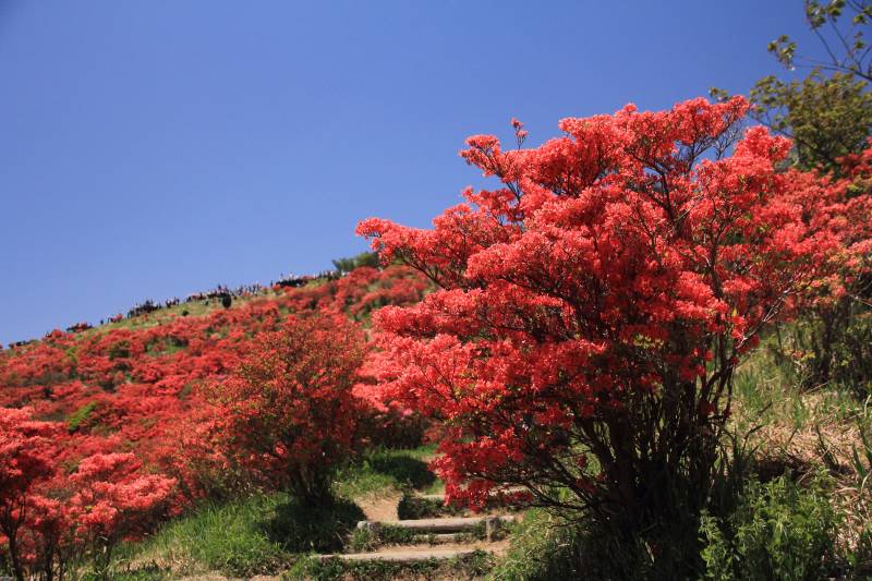 葛城山ツツジ園_002.jpg