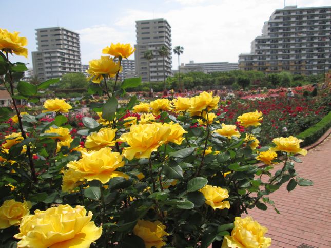 谷津バラ園_1121.jpg