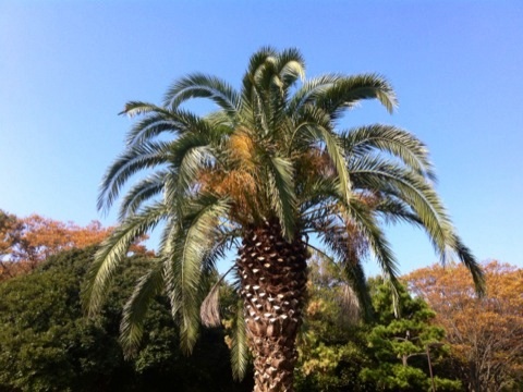 久良岐公園の紅葉