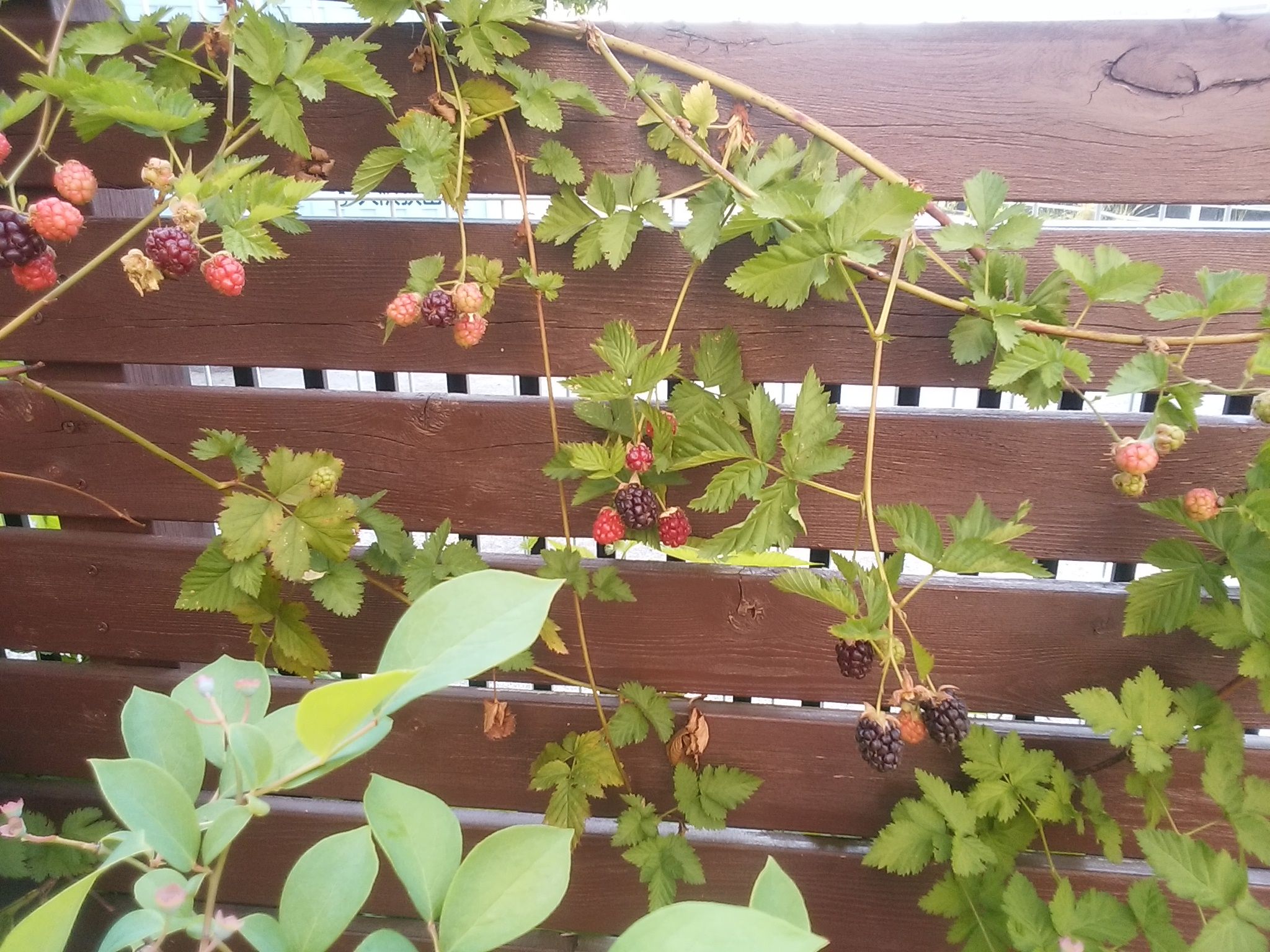 ブラックベリーの育て方 てしごと 庭しごと 楽天ブログ