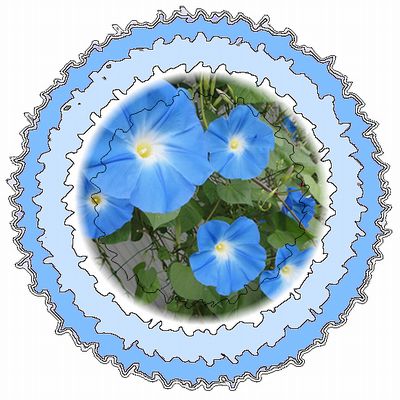 今日のヘブンリーブルーのお花は何個?