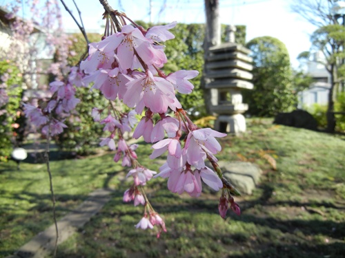 長遠寺の枝垂桜