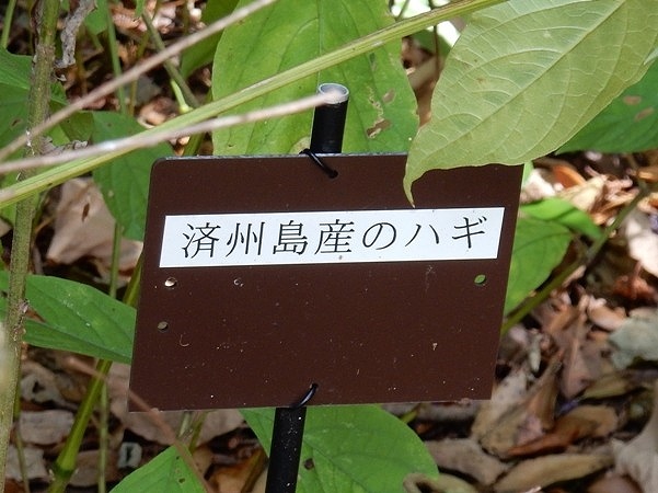 済州島産のハギ1.JPG