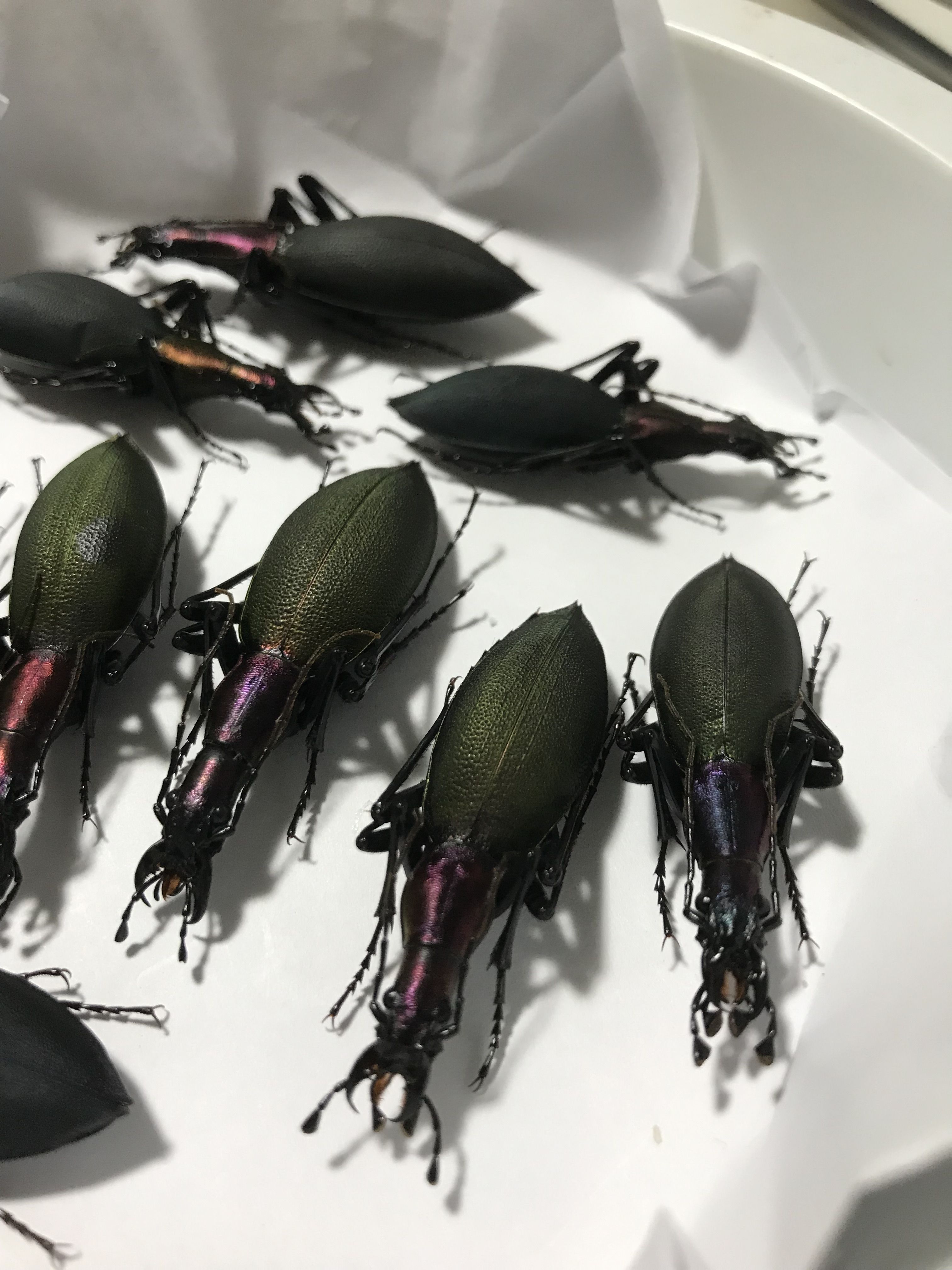てんとう虫 行かないでおくれ てんとう虫