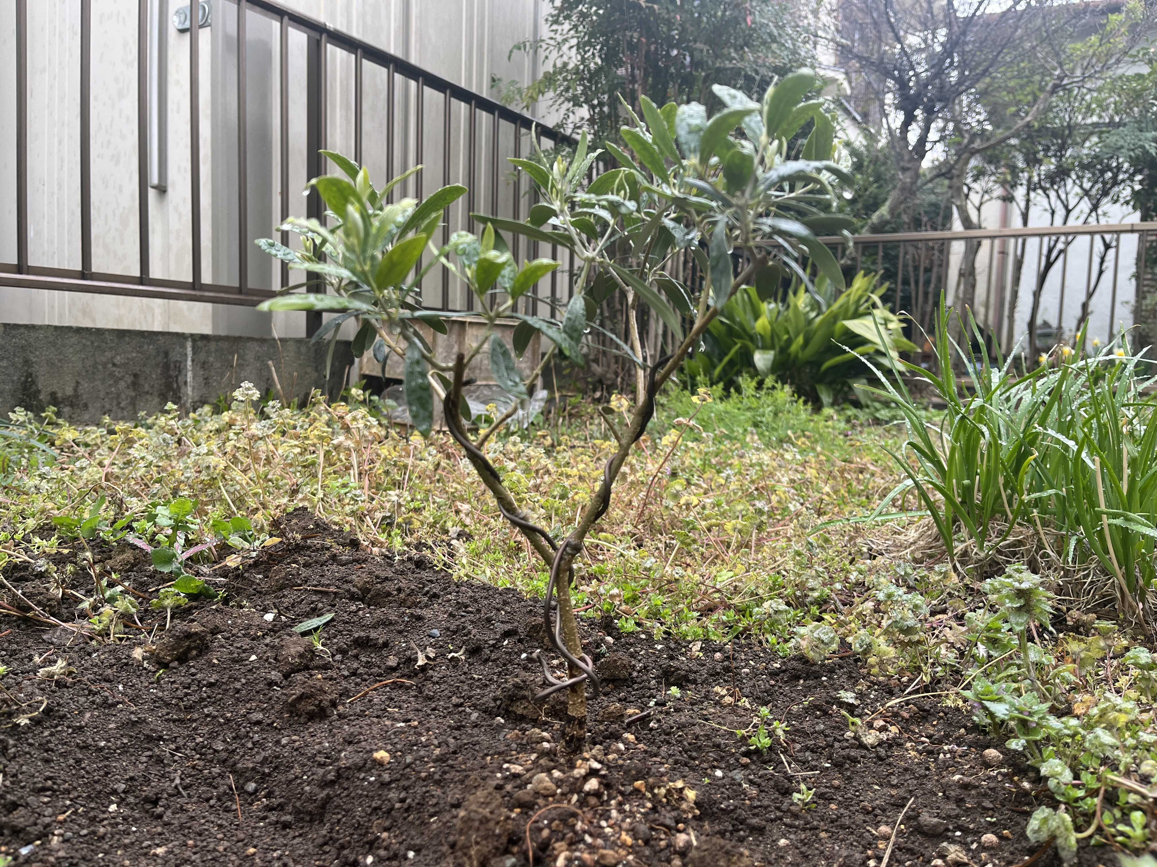 71【オリーブ】久方ぶりに地植えしたネバディロブランコの様子見 | （仮）オリーブメインの植生活ブログ - 楽天ブログ