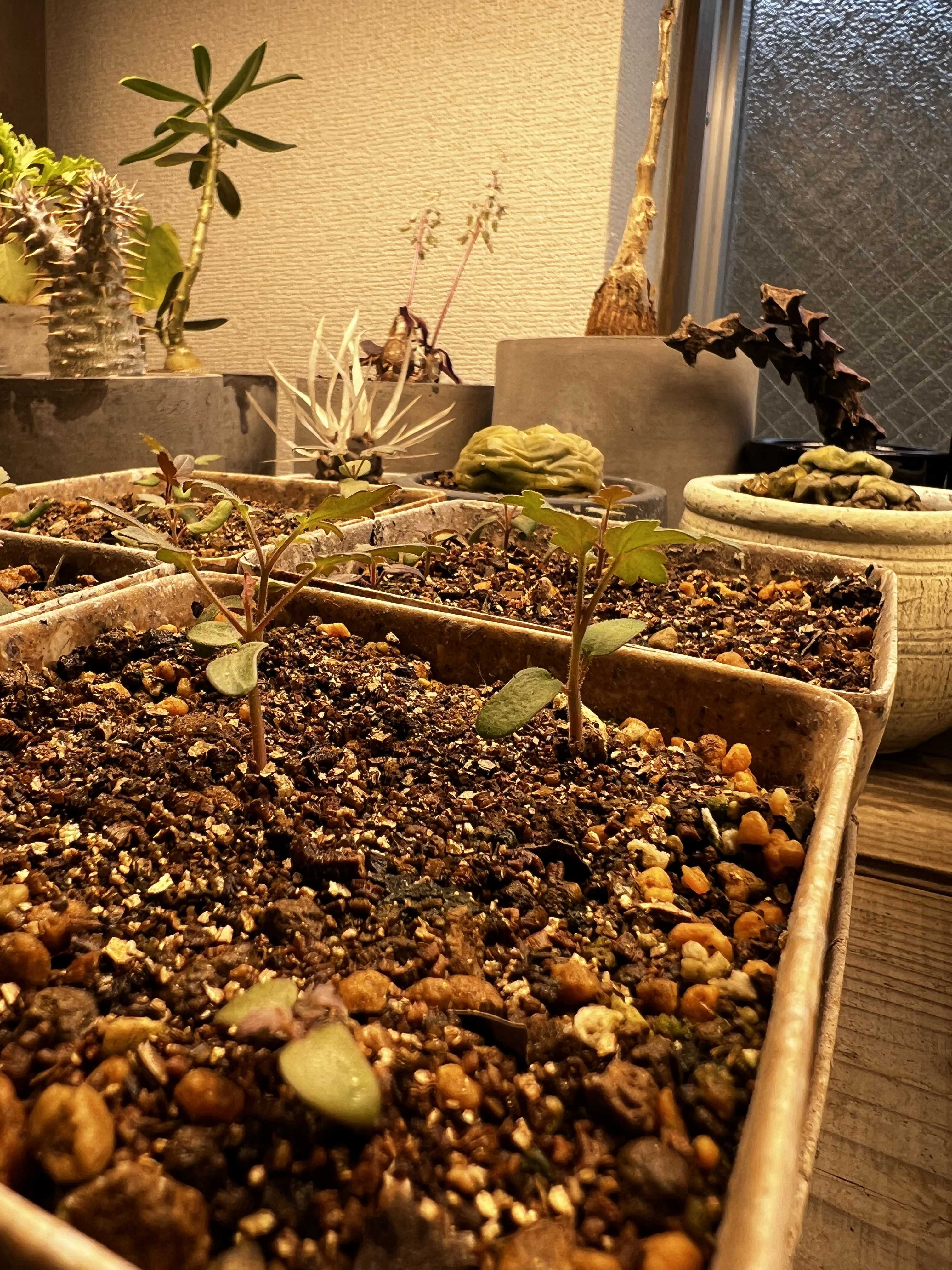 パキコルムス ディスカラー 実生記録②(〜30日) | 植物栽培初心者の 