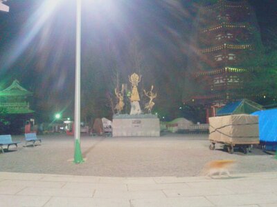 川崎大師走る猫2013新春