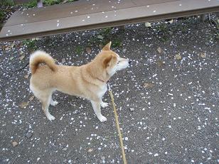 如何にとやせん