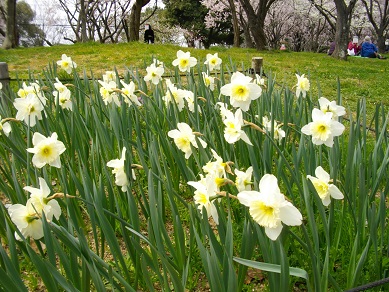 山田池公園　スイセン