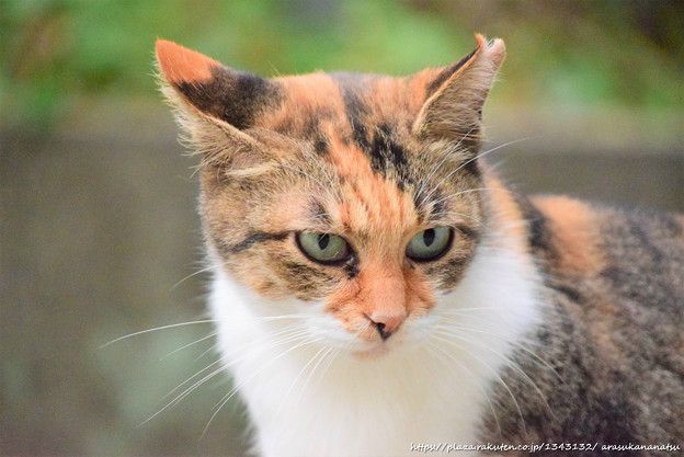 と言うことでまた猫のお話 | 今日の予定 - 楽天ブログ