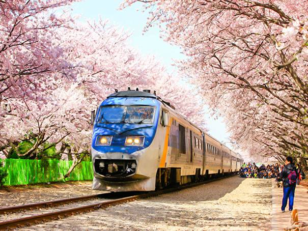 韓国旅行、桜、お祭り