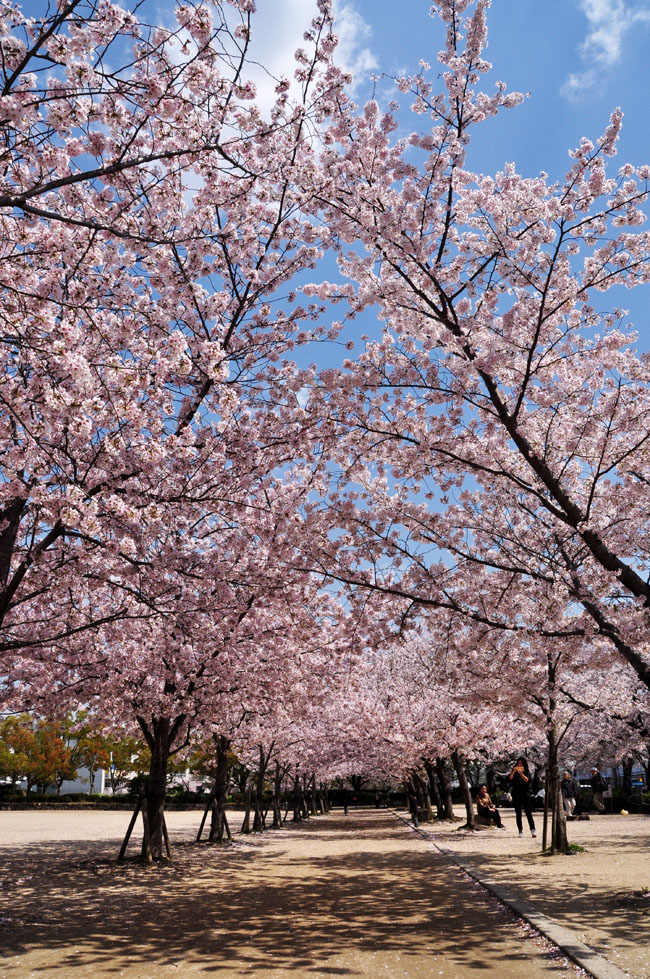桜６