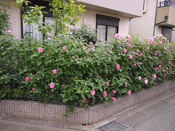 フェンスのバラ