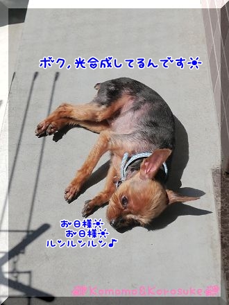 P1130846.jpg