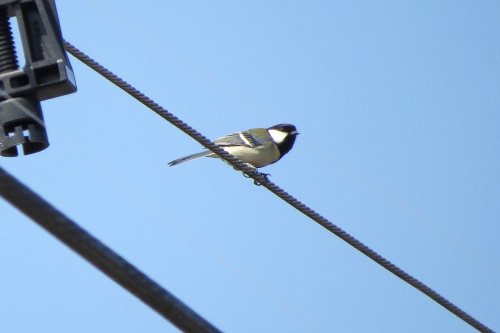 515