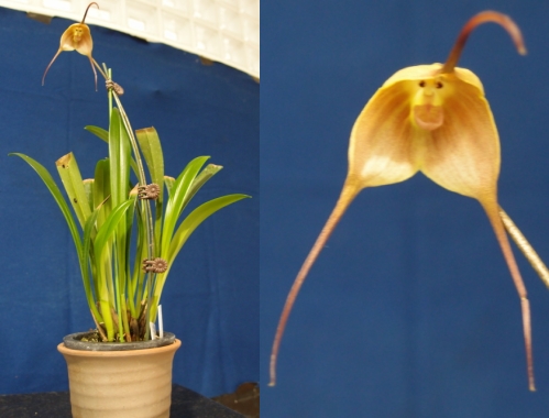 SK08モンキーオーキッド