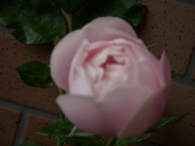 SSCN6675.JPG