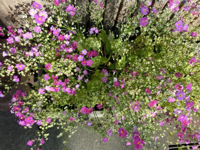 Hd限定プリムラ 種 最高の花の画像