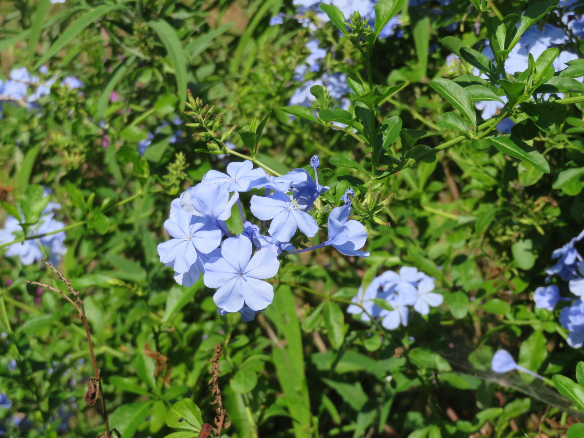 瑠璃茉莉 つばき姫 のウォーキング日和 楽天ブログ