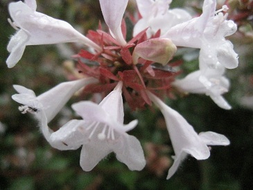IMG_9145.JPG