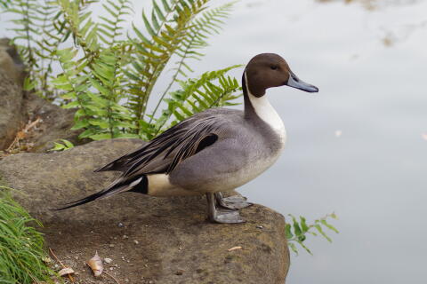 洗足池の野鳥