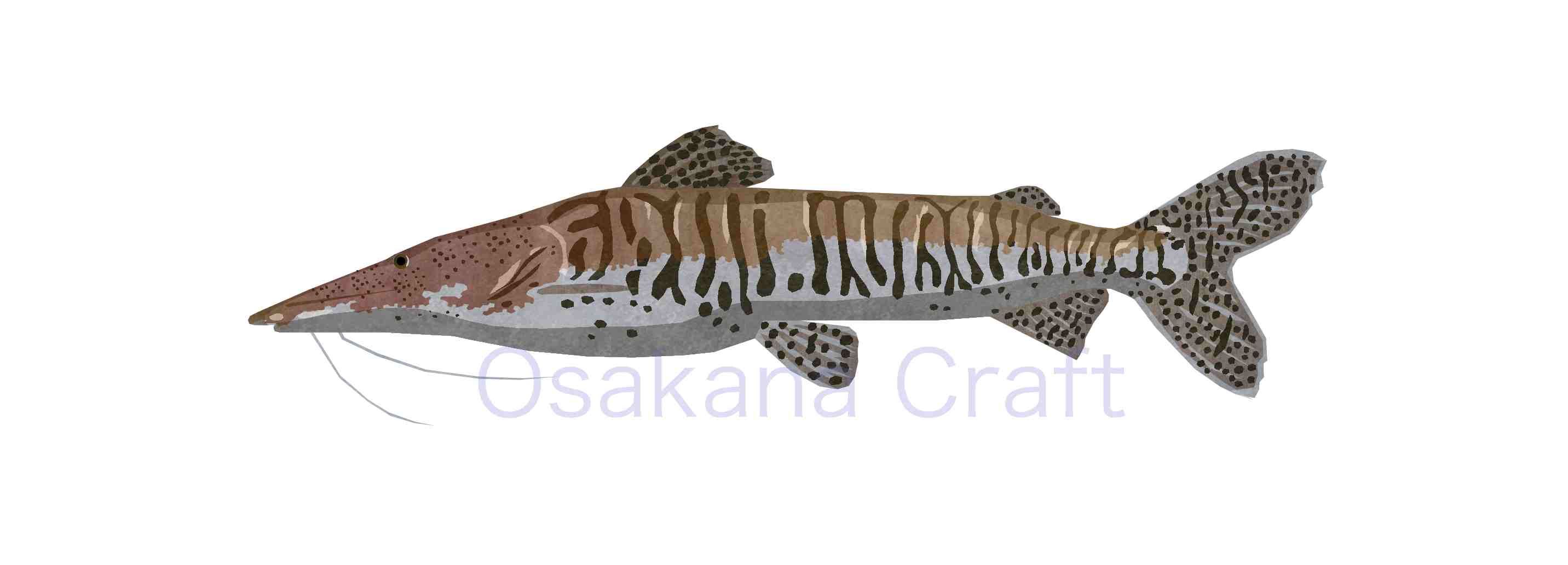 ナマズの仲間 Catfish | Osakana Craft イラスト熱帯魚図鑑 - 楽天ブログ