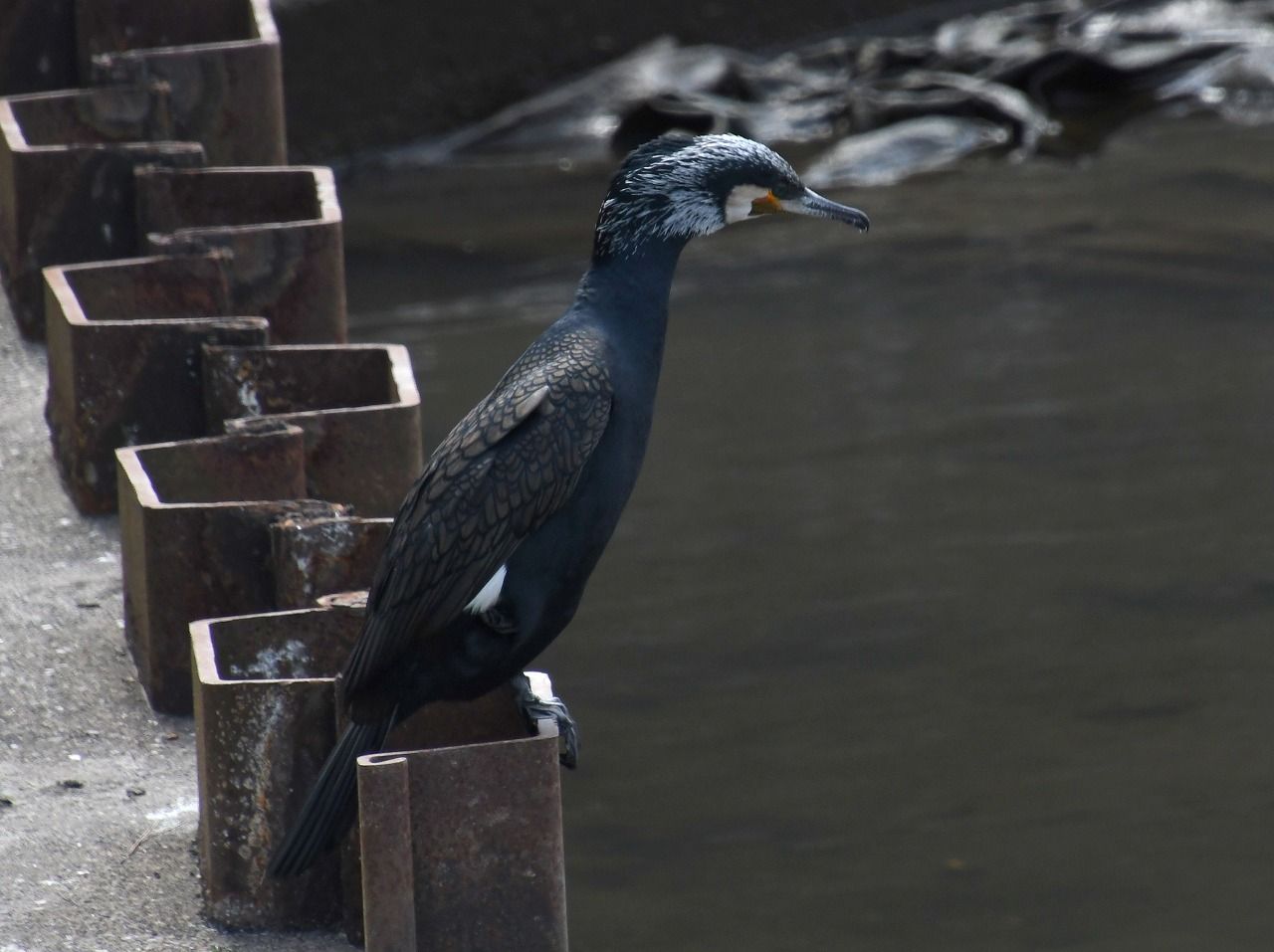 ウォーキングで出会った野鳥2 水鳥 | himekyonの部屋 - 楽天ブログ