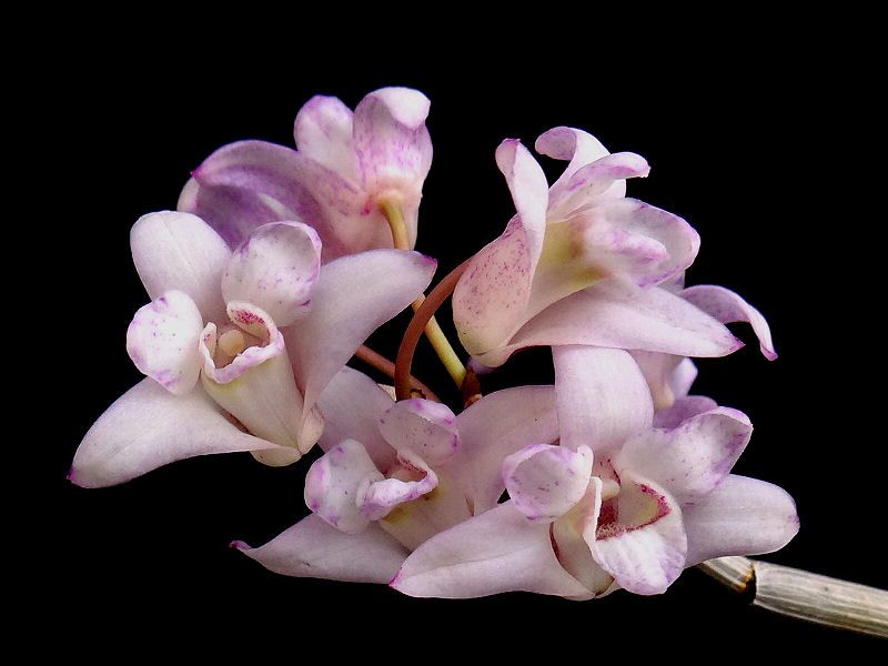 新花 霧点花兜咲き「霧兜」 | 長生蘭の世界 - 楽天ブログ