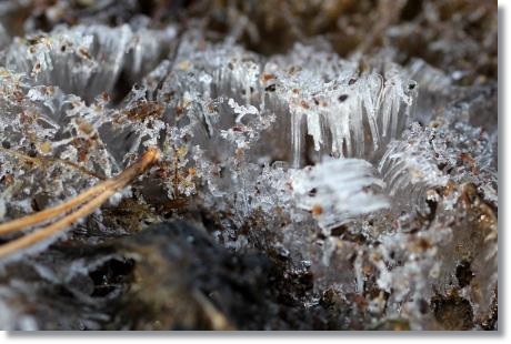 大野湊緑地公園-21 霜柱-2 15.1.21