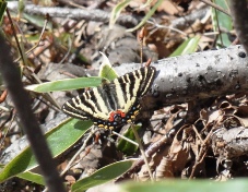 20120415ギフチョウ.jpg