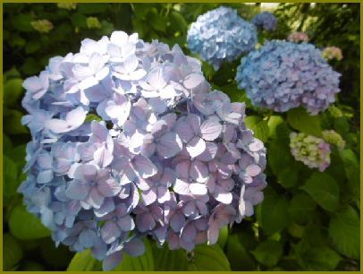 令和元年６月23日 紫陽花の花はマジシャン摩訶不思議 花の歳時記 天南星の魅力 山野草 楽天ブログ