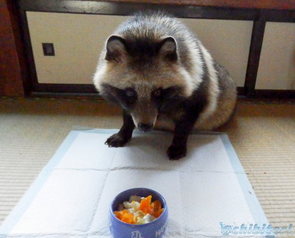 たぬきの冷やし中華２