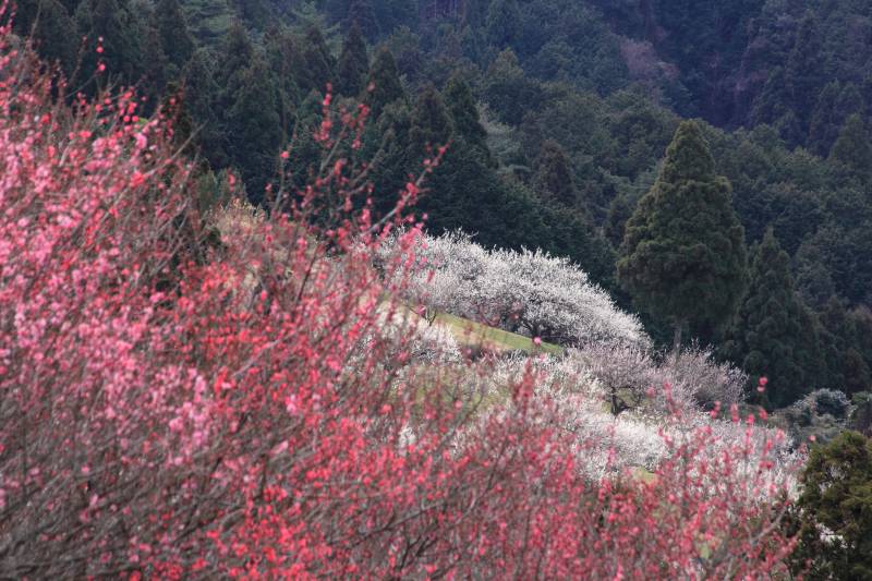 広橋梅林_003.jpg